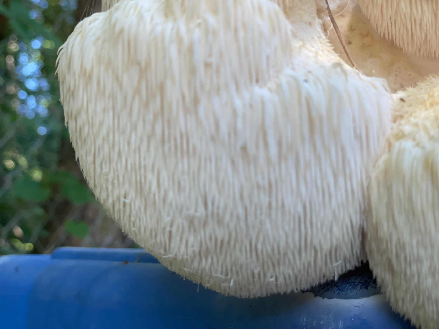 Fresh Lions Mane